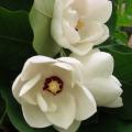   magnoliya