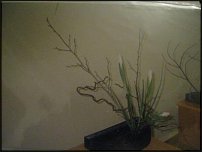 www.floristic.ru - .  . .    .