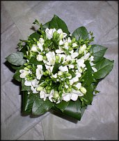 www.floristic.ru - .  .