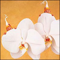www.floristic.ru - Флористика. БОЛТАЛКА :)