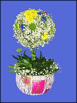 www.floristic.ru - .  - 