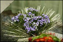 www.floristic.ru - .  .