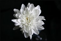 www.floristic.ru - . "Just Chrysanthemum"  )