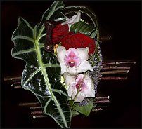 www.floristic.ru - .   