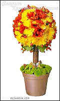 www.floristic.ru - .  - 