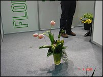 www.floristic.ru - .    (, - )