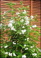 www.floristic.ru - .   