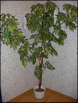 www.floristic.ru - .    