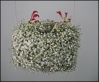 www.floristic.ru - .   ""