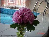 www.floristic.ru - .  .