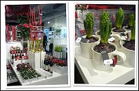 www.floristic.ru - .       - ?