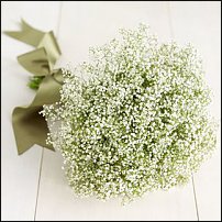 www.floristic.ru - .  .