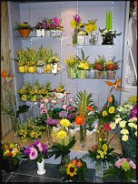 www.floristic.ru - .       - ?