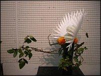 www.floristic.ru - . ,  