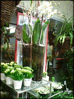 www.floristic.ru - .       - ?