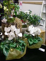 www.floristic.ru - .       - ?