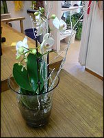 www.floristic.ru - .       - ?