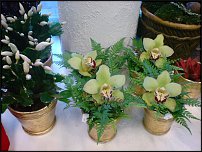 www.floristic.ru - .       - ?