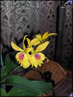 www.floristic.ru - . 