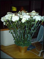 www.floristic.ru - .       - ?