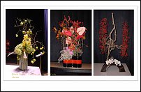 www.floristic.ru - .  . .    .