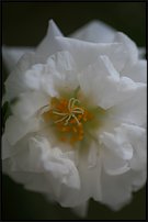 www.floristic.ru - Флористика. Наши любимые цветы.