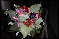 www.floristic.ru - .        25.12.2009+6.02.2010