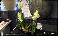 www.floristic.ru - .  . .    .