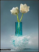 www.floristic.ru - .   ?