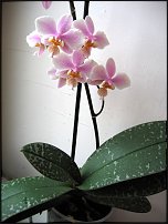 www.floristic.ru - . 