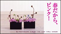 www.floristic.ru - .  . .    .