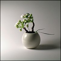 www.floristic.ru - .   ?