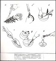 www.floristic.ru - Флористика. Разные полезняшки