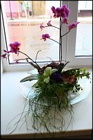 www.floristic.ru - .   .