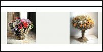 www.floristic.ru - . Nicole von Boletzky