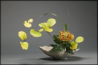 www.floristic.ru - .  . .    .