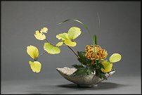 www.floristic.ru - .  . .    .