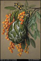 www.floristic.ru - .   