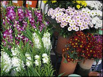 www.floristic.ru - .       - ?