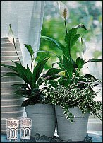 www.floristic.ru - Флористика. Экспонировать витрину и товар в ЦВЕТОЧНОМ магазине-это как?