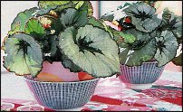 www.floristic.ru - Флористика. Экспонировать витрину и товар в ЦВЕТОЧНОМ магазине-это как?