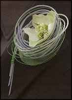 www.floristic.ru - . Helleborus  - 