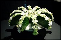 www.floristic.ru - . Elly Lin