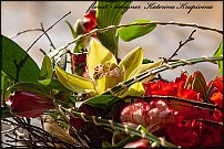 www.floristic.ru - .  .