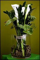 www.floristic.ru - . Gary Loen -  