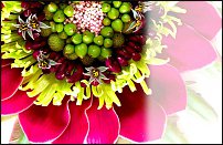 www.floristic.ru - .  . .    .