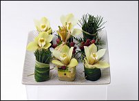 www.floristic.ru - .  . .    .