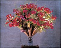 www.floristic.ru - . Tage Andersen