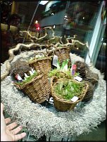www.floristic.ru - .       - ?