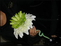 www.floristic.ru - . 